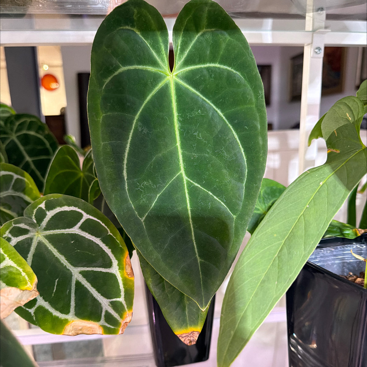 Photo of the plant species Anthurium mikeneei by @Berto57 named Mike’s Mag/Pap x n-Besseae Dewey F nid on Greg, the plant care app