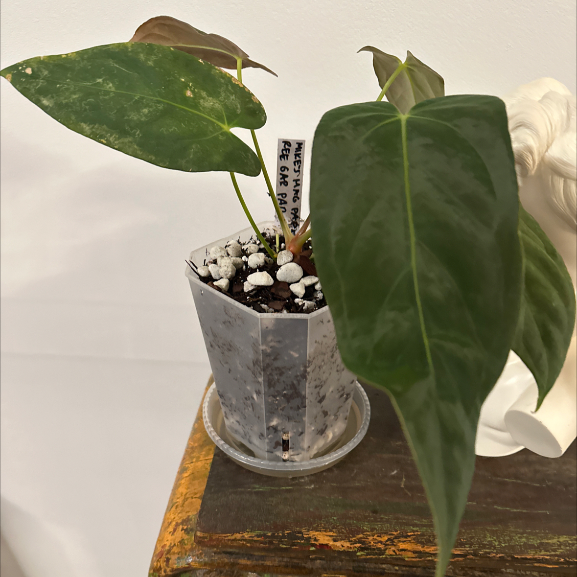 Photo of the plant species Anthurium mikeneei by @Berto57 named Mike’s Mag/Pap x Ree Gardens Pap on Greg, the plant care app