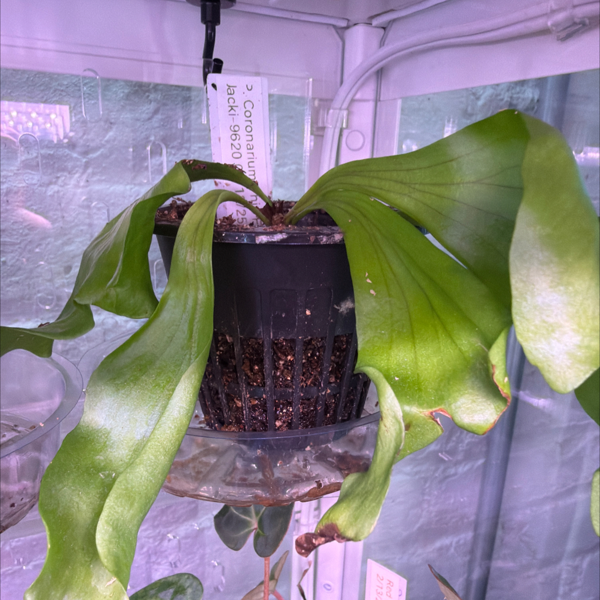 Photo of the plant species Staghorn Fern by @Berto57 named Dolores Coronarium on Greg, the plant care app