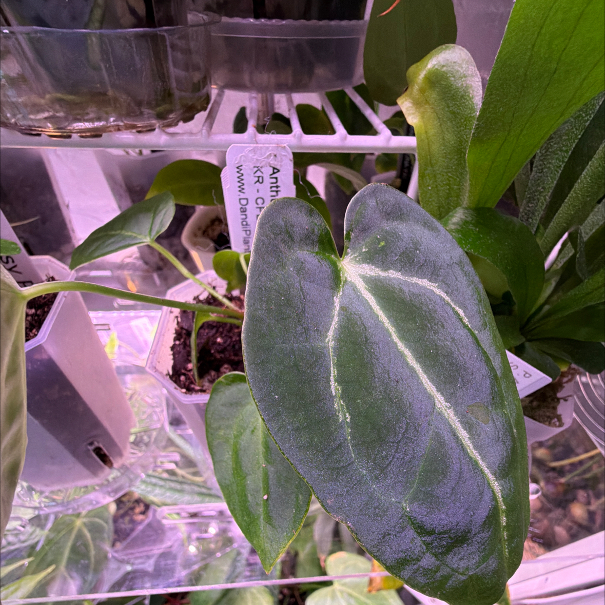 Photo of the plant species KR-CFB Dumbo X Forgetii by @Berto57 named Sage on Greg, the plant care app