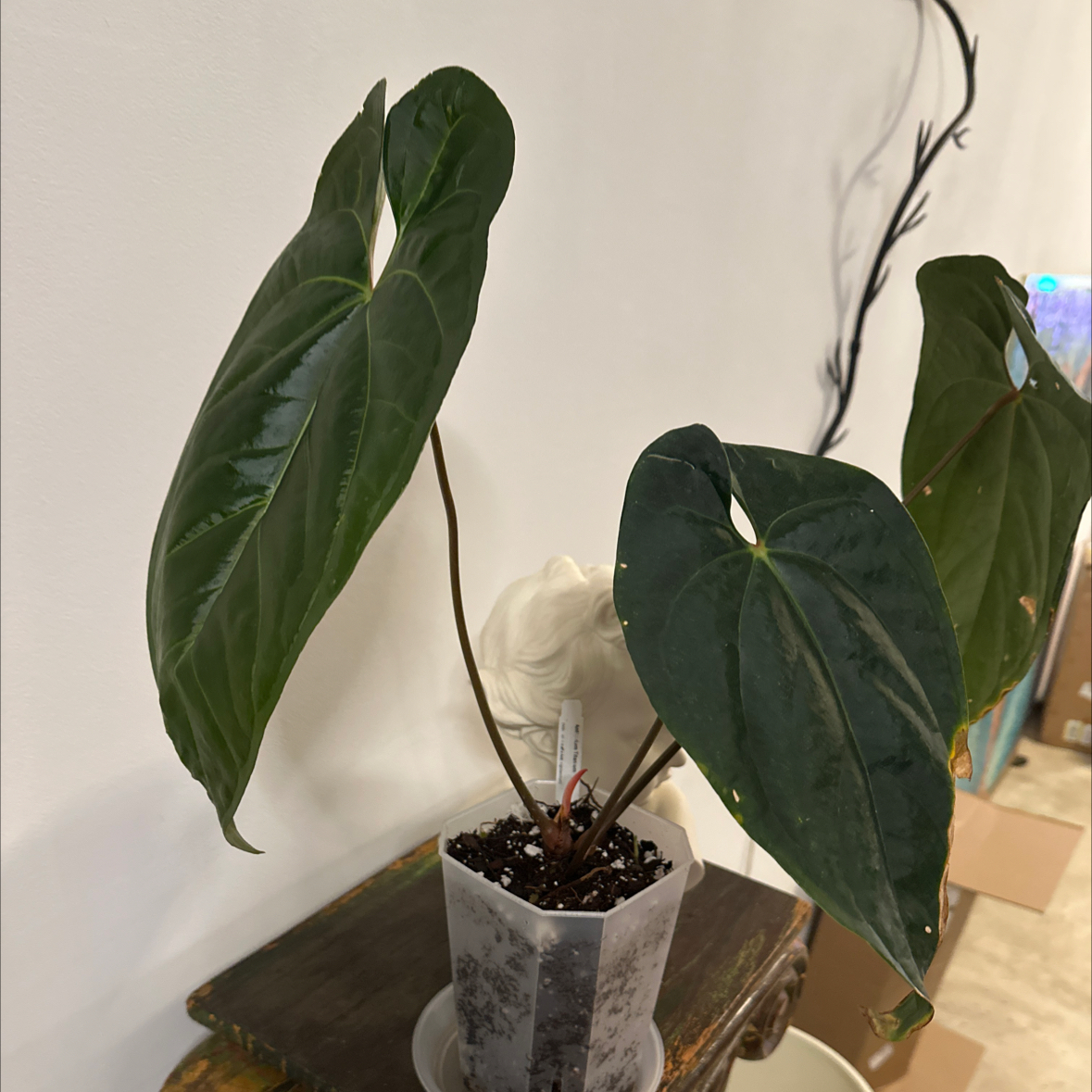 Photo of the plant species Titanium Anthurium by @Berto57 named Achilles on Greg, the plant care app