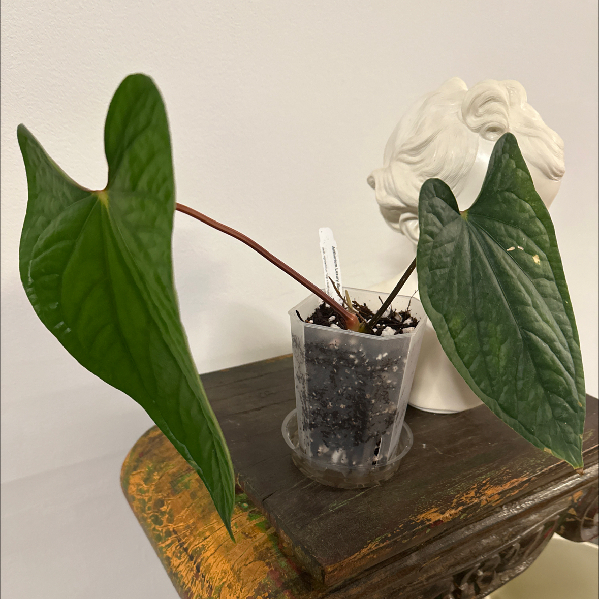 Photo of the plant species Anthurium Luxury Jungle by @Berto57 named ChloroPhil on Greg, the plant care app