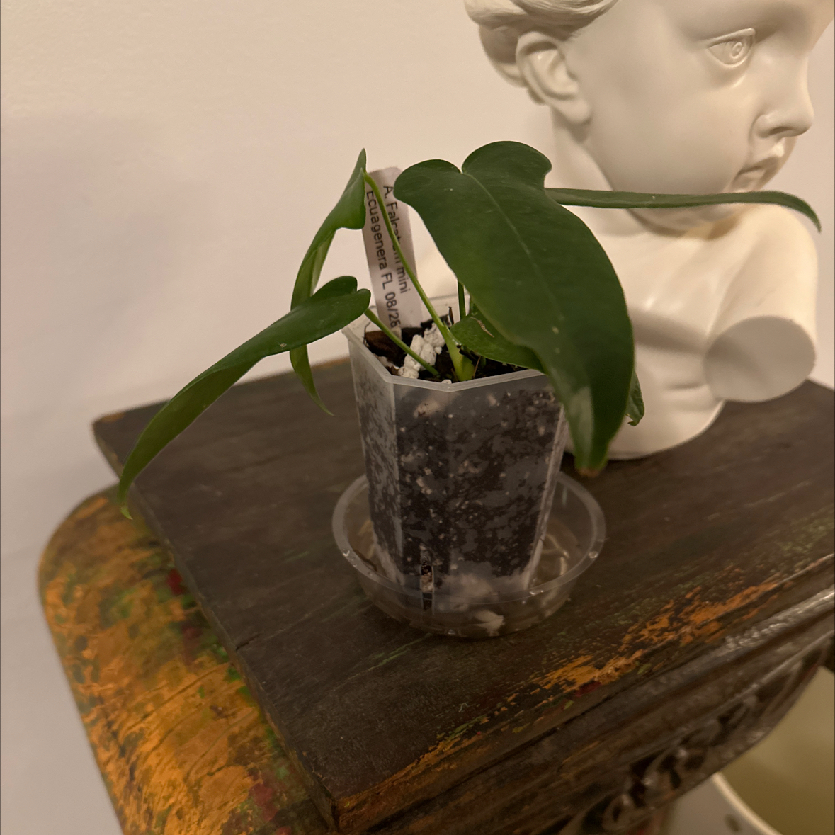 Photo of the plant species Anthurium by @Berto57 named Mini Falcatum on Greg, the plant care app