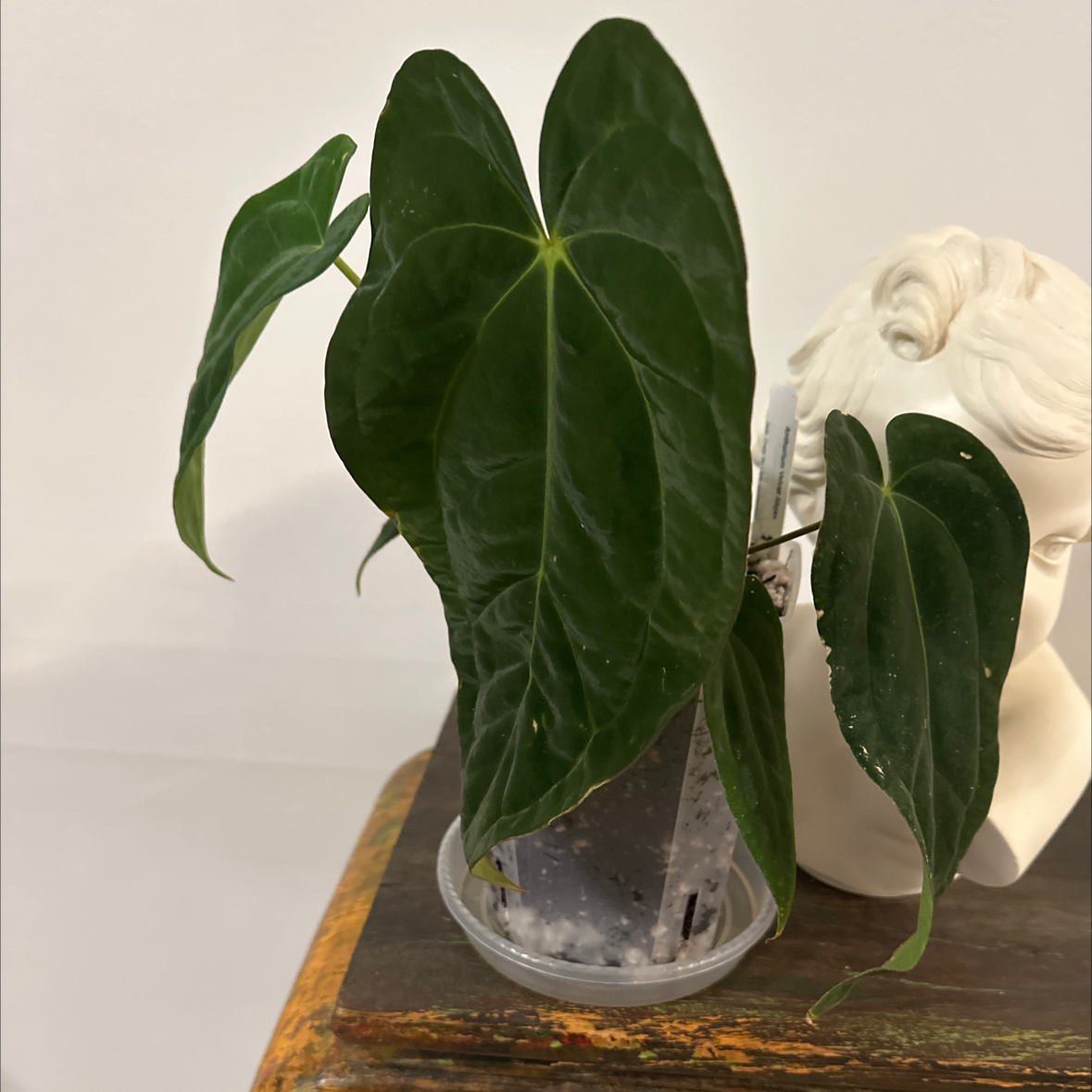 Photo of the plant species Anthurium Crystal Sky x Papillaminum by @Berto57 named Vuélvete Abbys on Greg, the plant care app