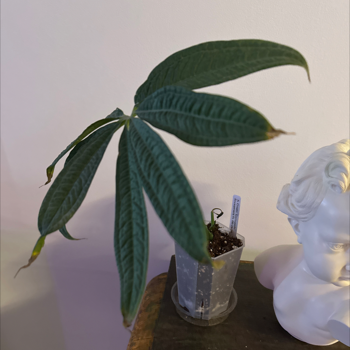 Anthurium croatii 'corrugado' Plant Care: Water, Light, Nutrients