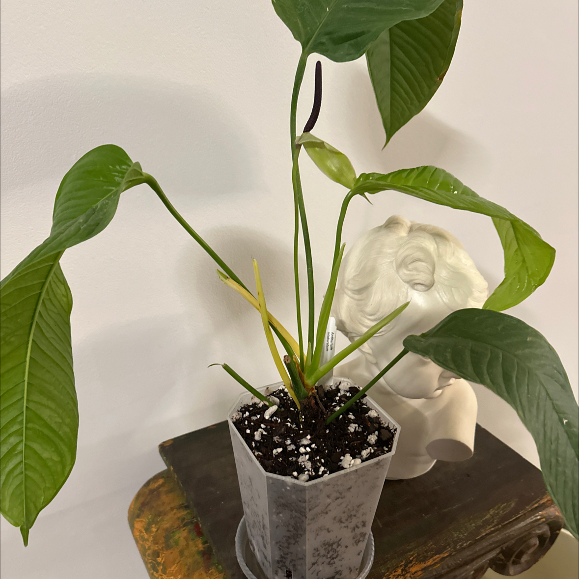 Photo of the plant species Anthurium misturatum by @Berto57 named Mis-ur-atum on Greg, the plant care app