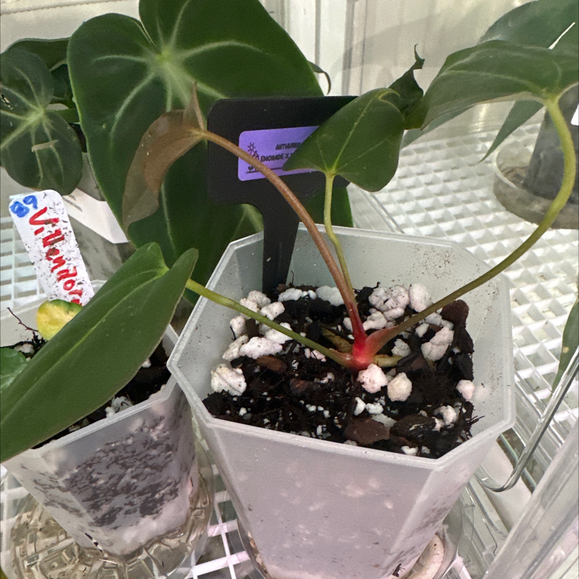 Photo of the plant species Anthurium Hybrid by @Berto57 named Pink Lemonade x Portillae (NSE) on Greg, the plant care app