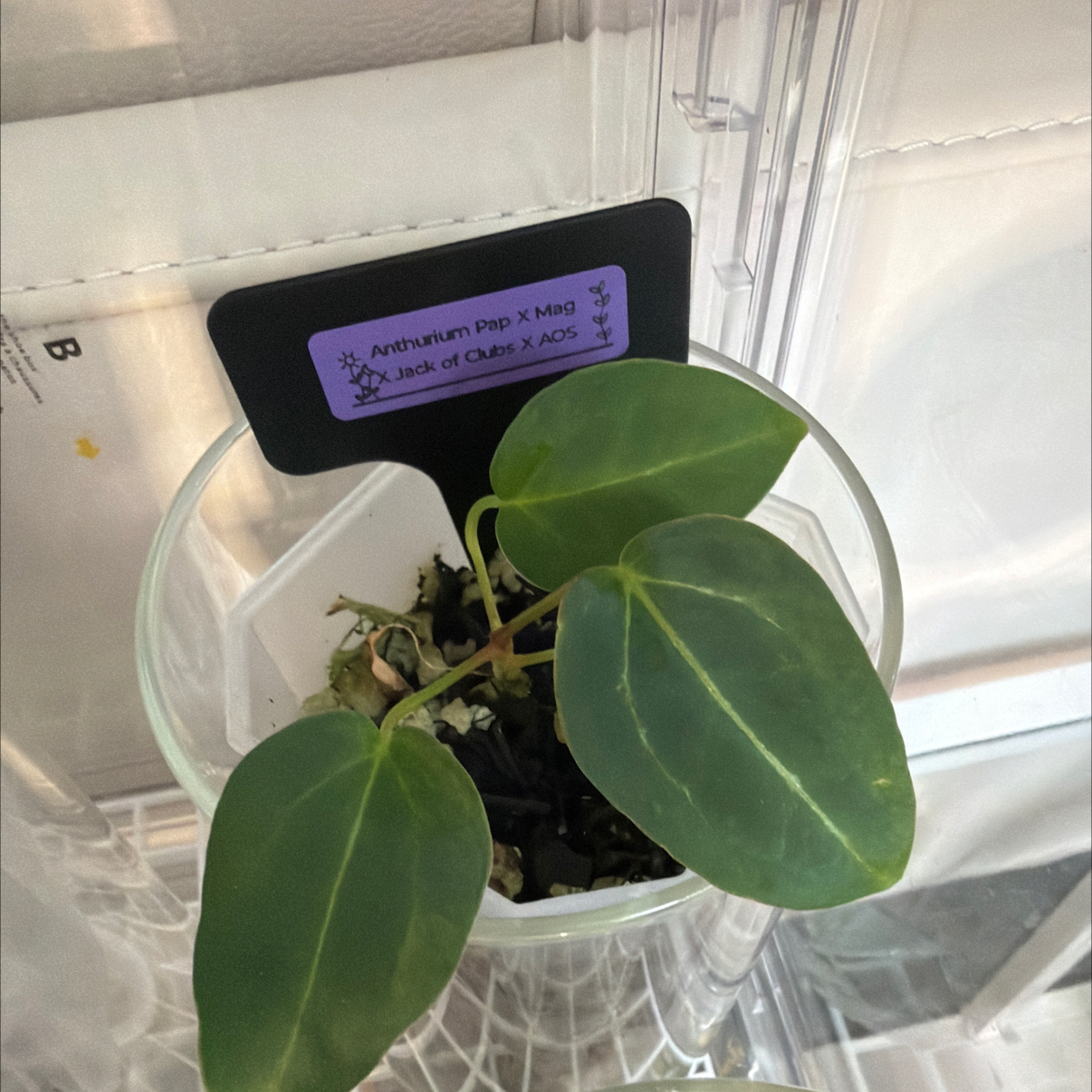 Photo of the plant species Anthurium Hybrid by @Berto57 named PapxMag x JackofclubsxAOS on Greg, the plant care app