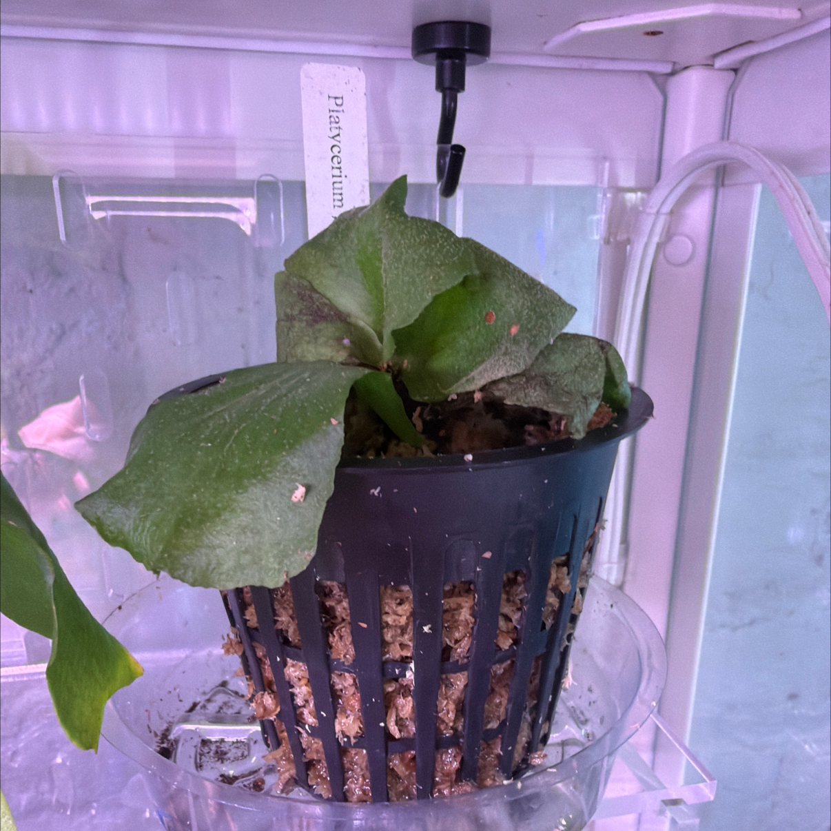 Photo of the plant species Giant Staghorn Fern by @Berto57 named Kendall Grande on Greg, the plant care app