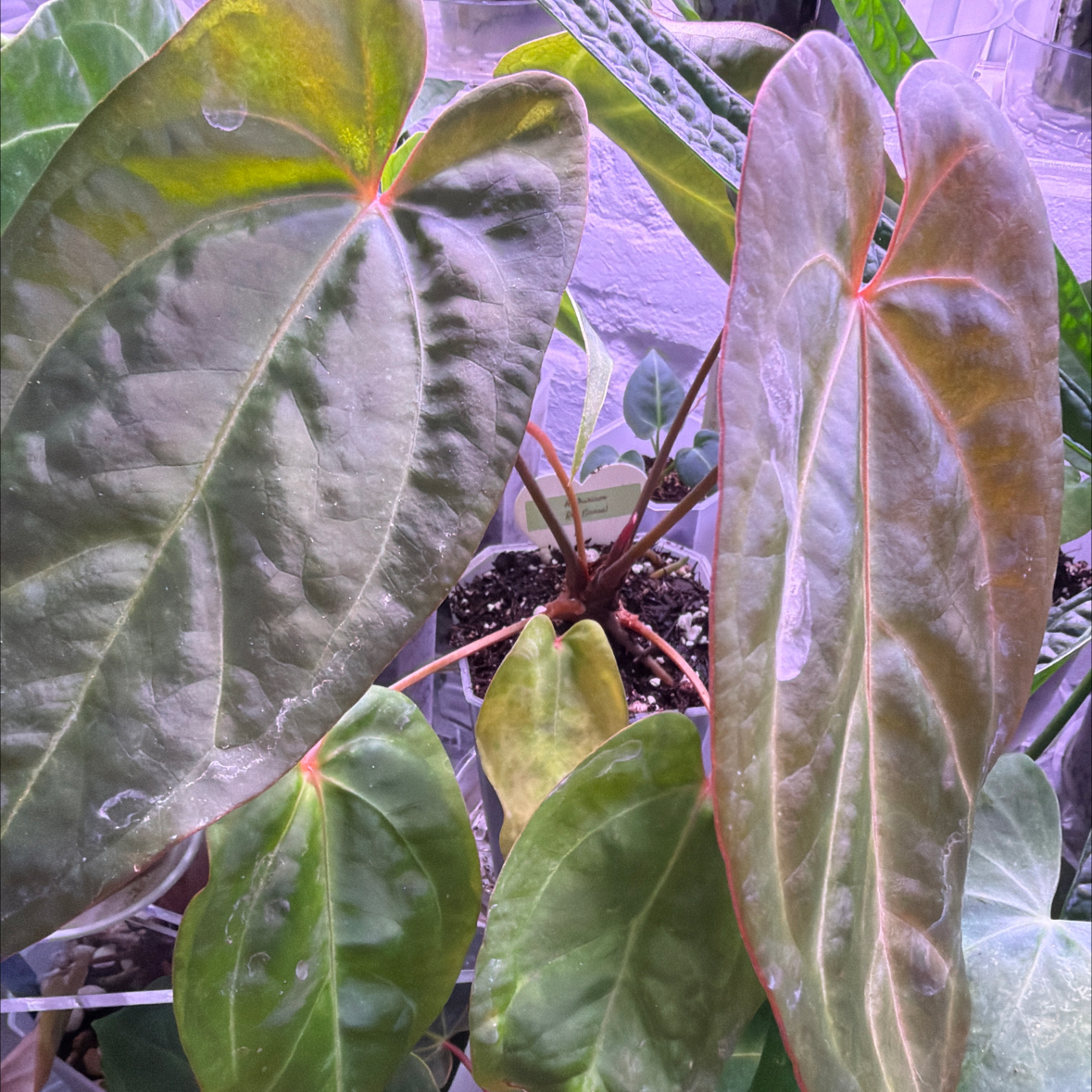 Photo of the plant species Anthurium Red Gunsal by @Berto57 named Shakira on Greg, the plant care app