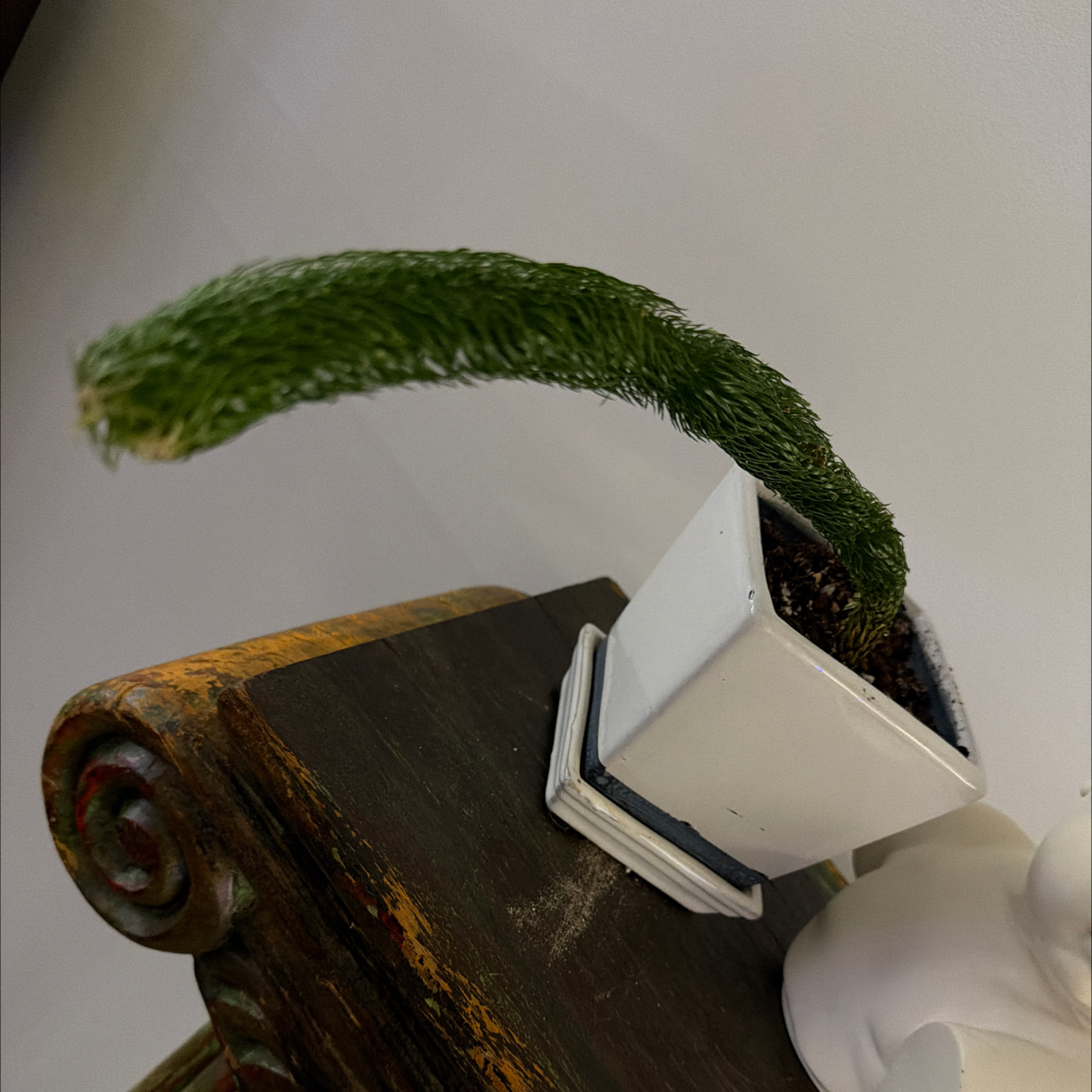 Photo of the plant species Rock Tassel Fern by @Berto57 named Elle Philipines on Greg, the plant care app