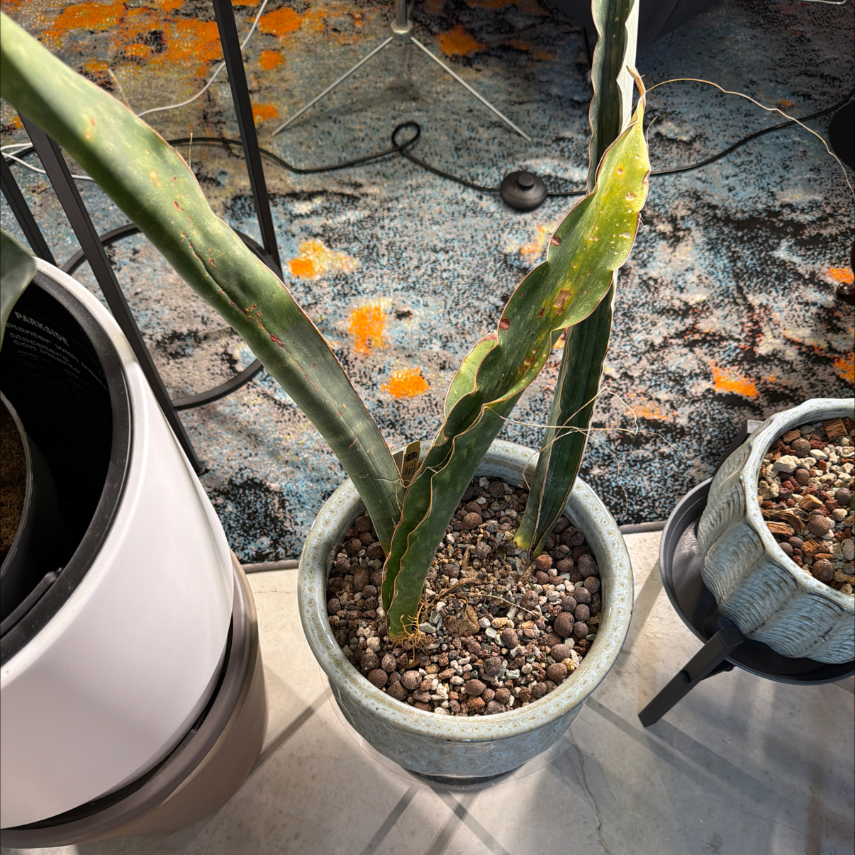 Photo of the plant species Star Sansevieria by @Berto57 named Superclone on Greg, the plant care app