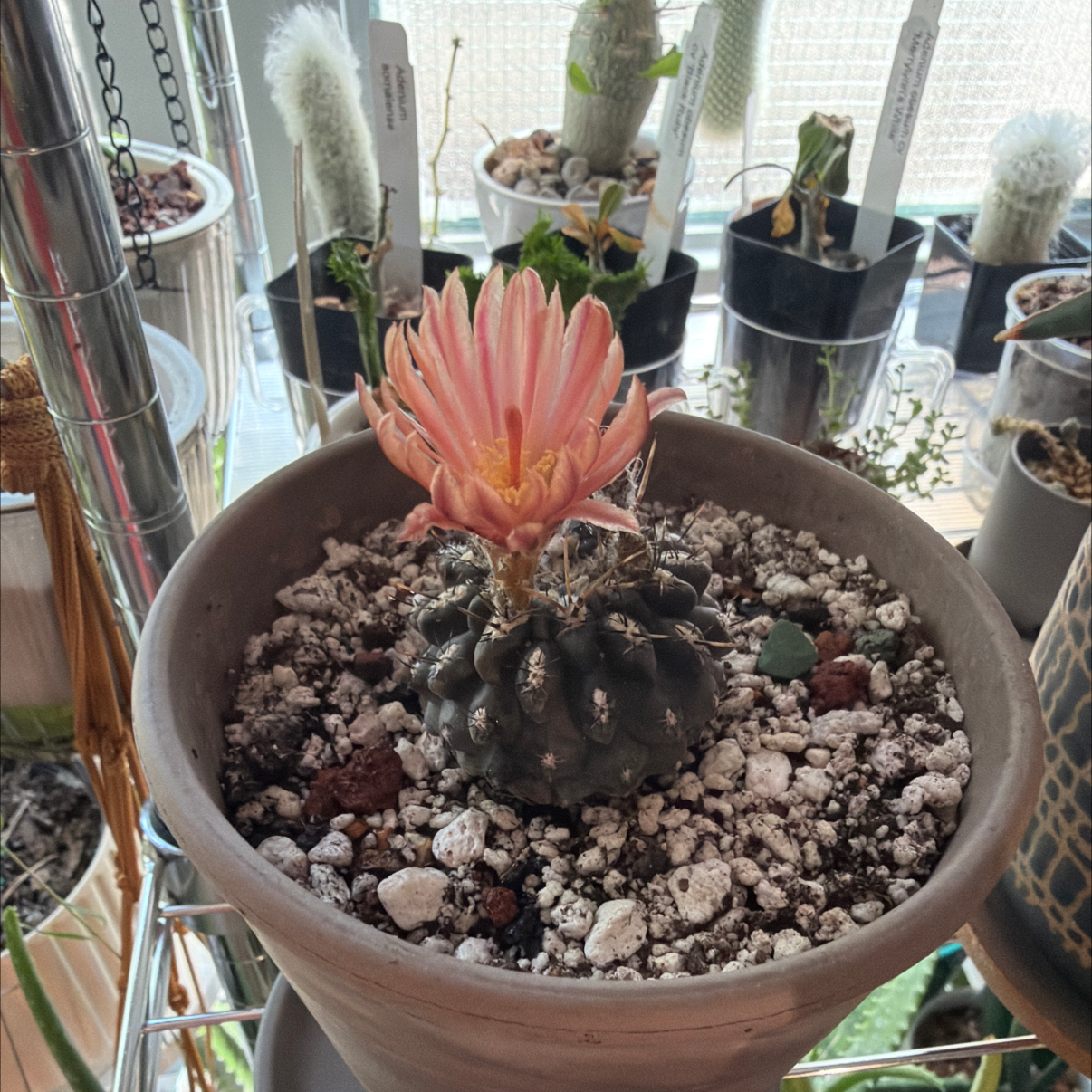 Photo of the plant species Black Cactus by @Berto57 named Blackie on Greg, the plant care app