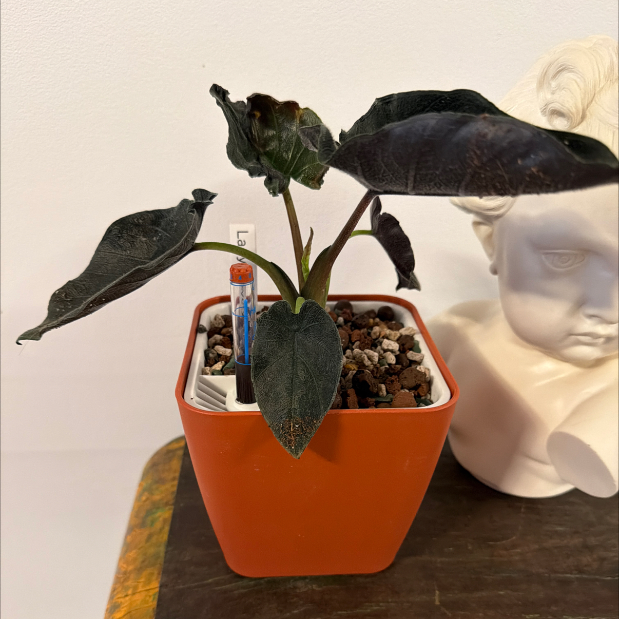 Photo of the plant species Alocasia Antoro Velvet by @Berto57 named Lady Velvety on Greg, the plant care app