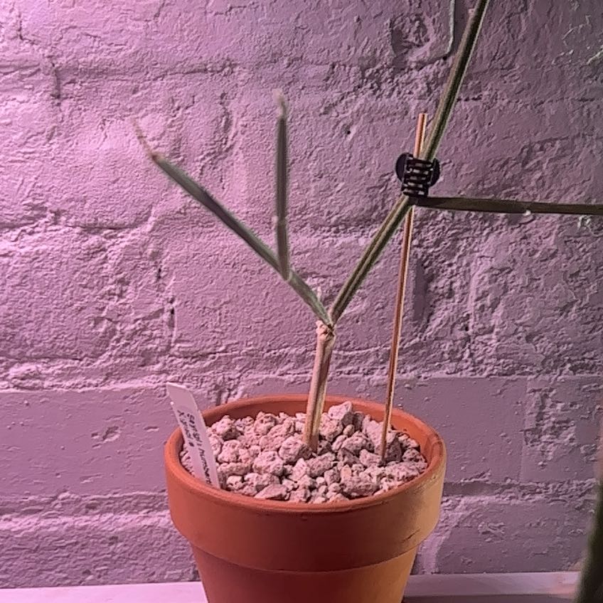 Photo of the plant species Seyrigia by @Berto57 named Keanu Leaves on Greg, the plant care app