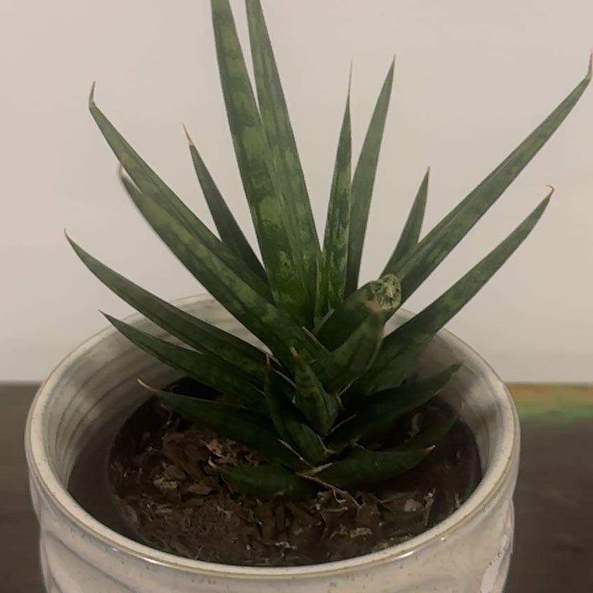 Sansevieria francisii plant in a pot with visible soil, well-framed and in focus.