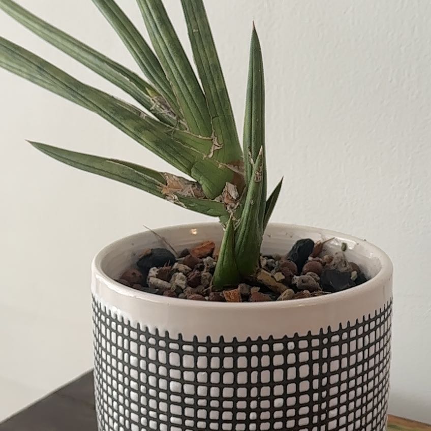Sansevieria francisii plant in a decorative pot with visible soil.