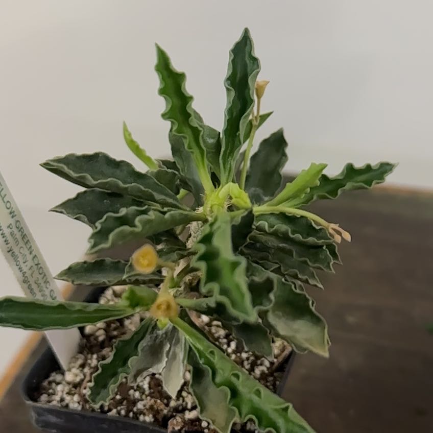 Photo of the plant species Euphorbia cap-saintemariensis by @Berto57 named Emerson on Greg, the plant care app