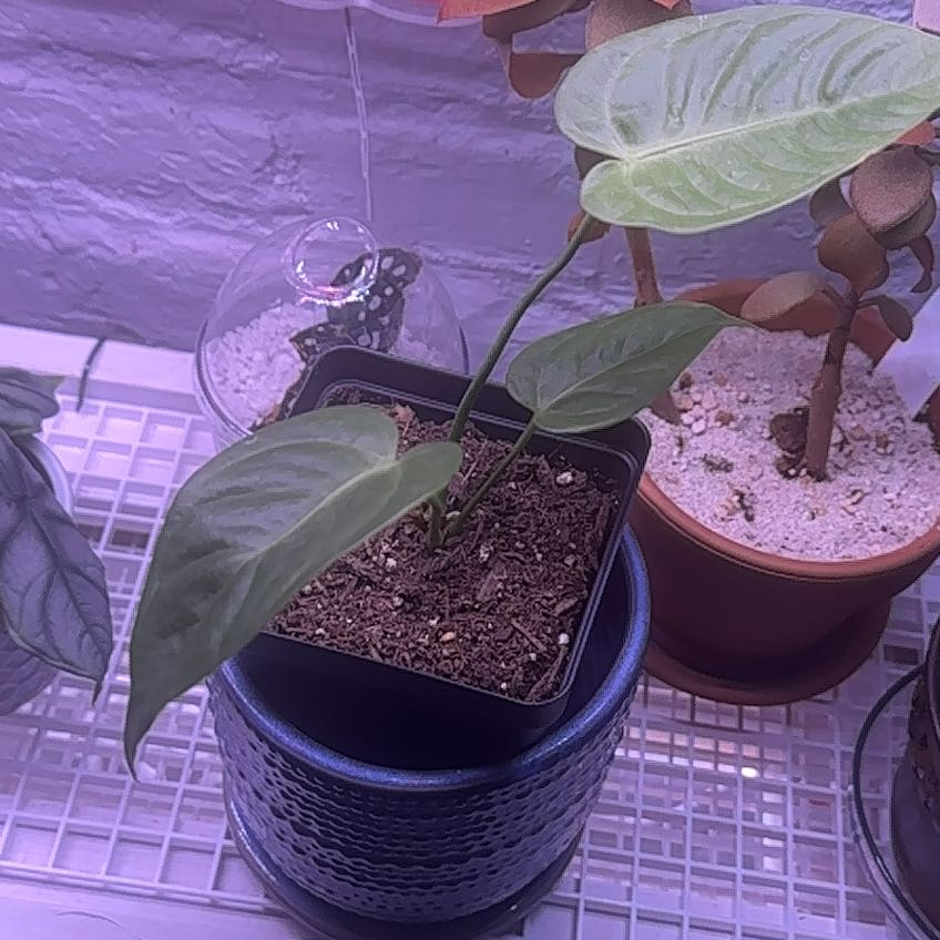 Potted Anthurium veitchii plant with green leaves, soil visible, well-framed.