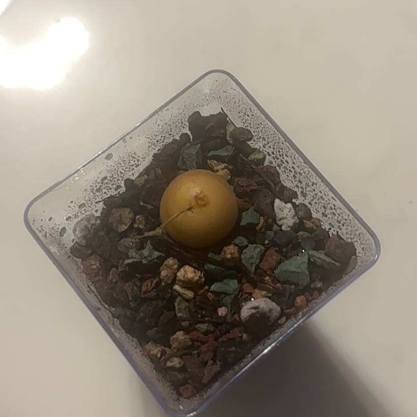 Hottentot Bread (Dioscorea elephantipes) bulb in a square pot with rocky soil.