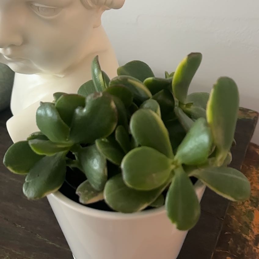 Photo of the plant species 'Lemon & Lime' Jade Plant by @Berto57 named Surya on Greg, the plant care app
