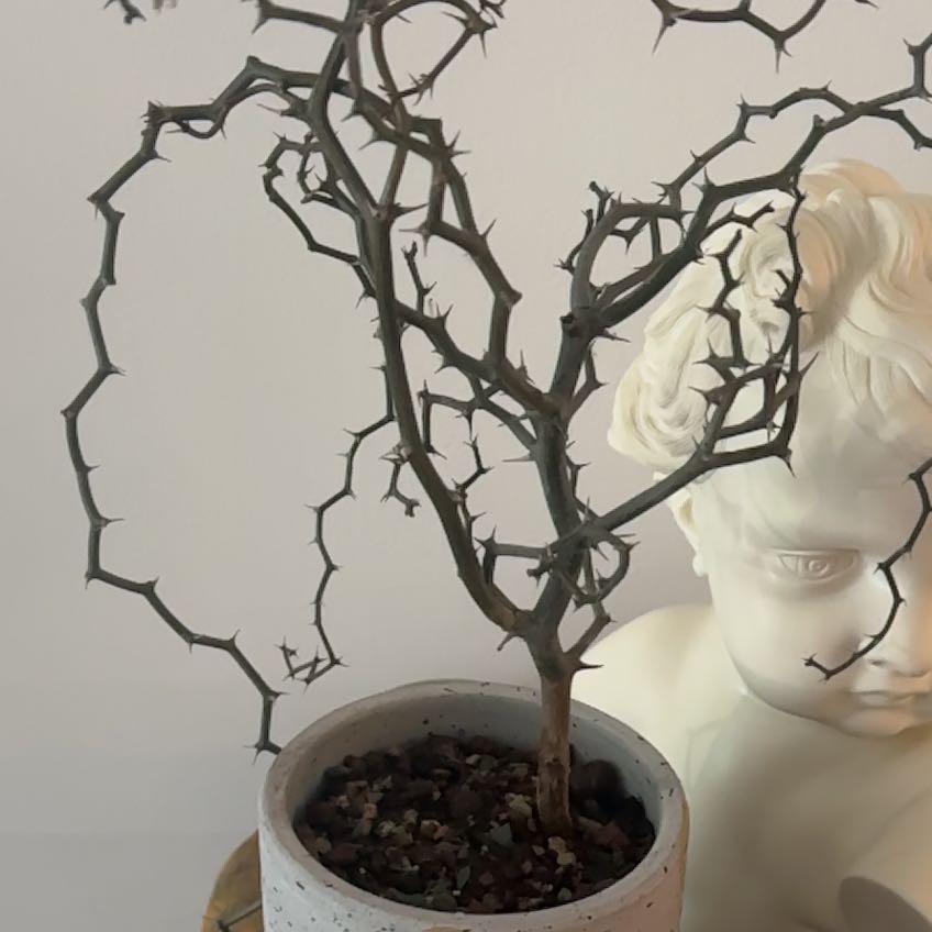 Photo of the plant species Zig Zag Plant by @Berto57 named Elina Decarya 2 on Greg, the plant care app