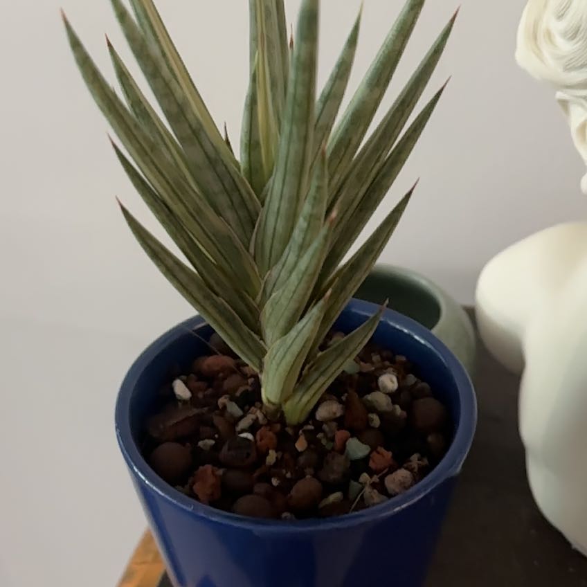 Sansevieria francisii plant in a blue pot with visible soil.