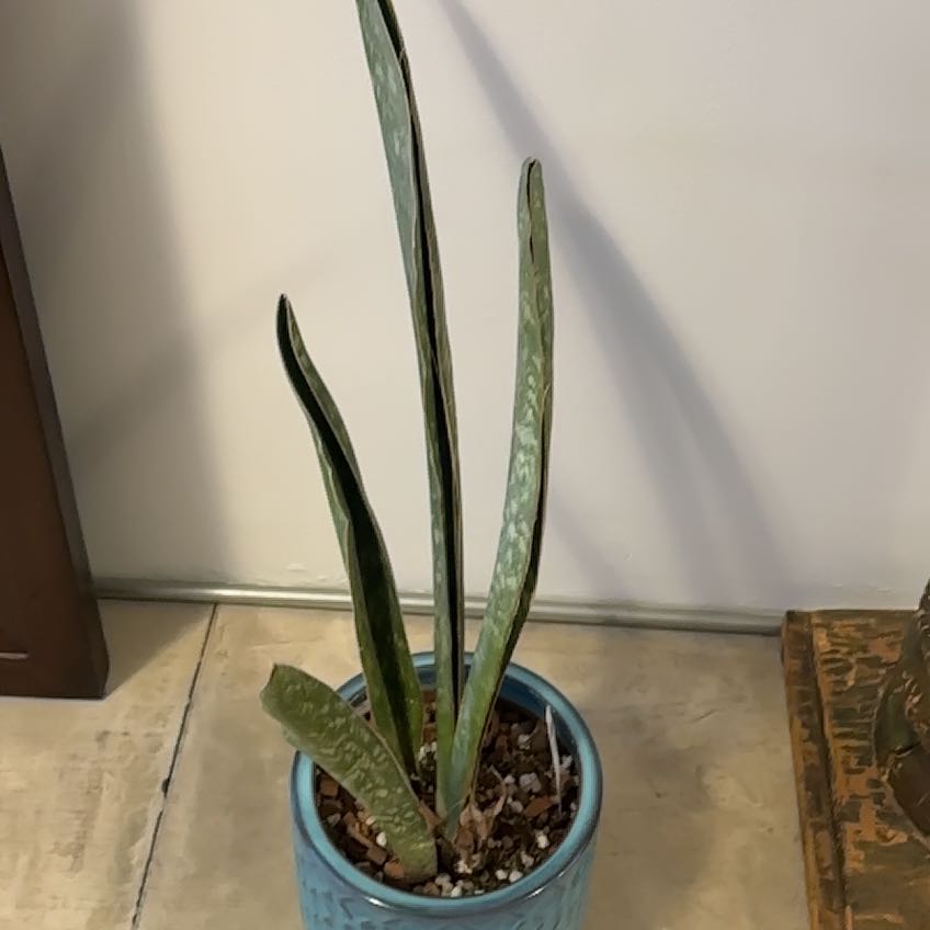 Photo of the plant species Star Sansevieria by @Berto57 named Demi Elliptical Hornwood on Greg, the plant care app