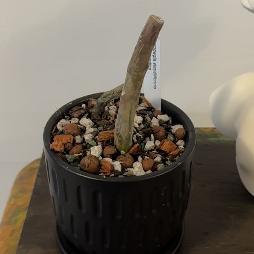 Photo of the plant species Assorted Ceropegia by @Berto57 named Dolores on Greg, the plant care app