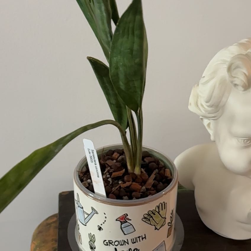 Photo of the plant species Teaspoons Snake Plant by @Berto57 named Gates on Greg, the plant care app