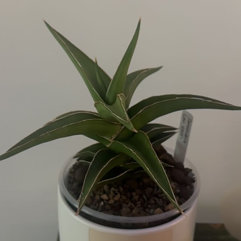 Photo of the plant species Sansevieria 'Samurai' by @Berto57 named Lavros 23251 on Greg, the plant care app