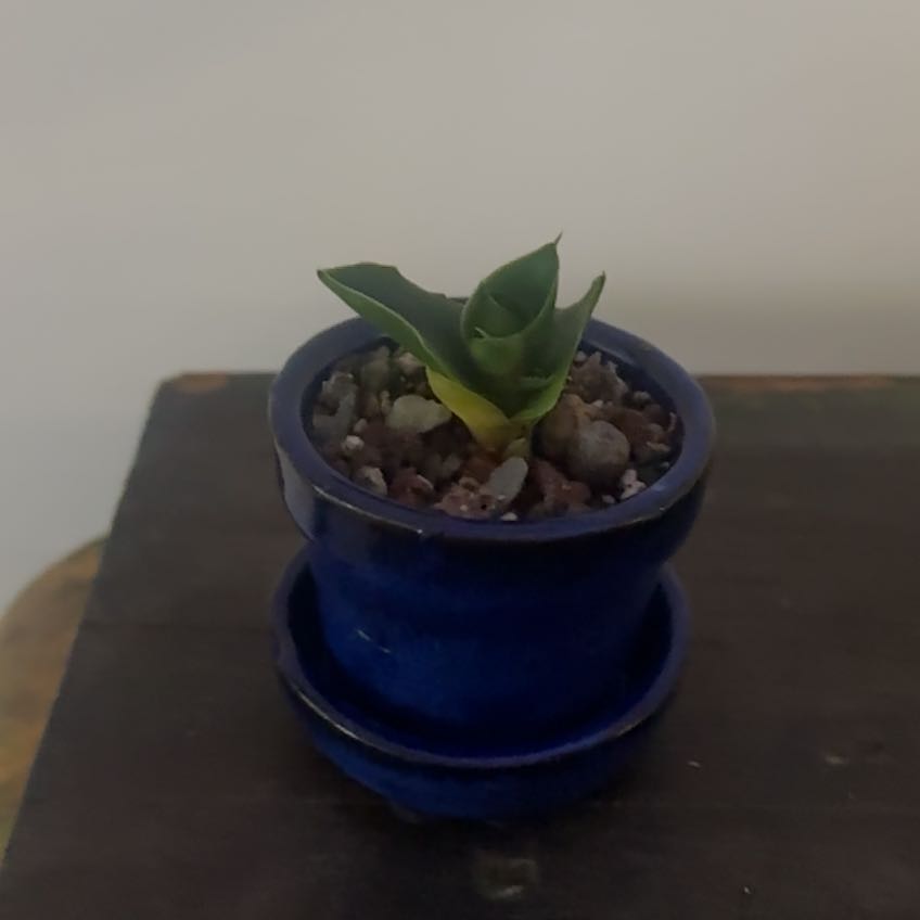 Photo of the plant species Tower Thai by @Berto57 named Leaf Chellomita on Greg, the plant care app