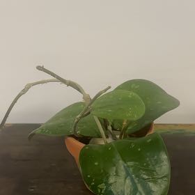Photo of the plant species Dinner-plate Hoya by @Berto57 named Michelle Branch on Greg, the plant care app