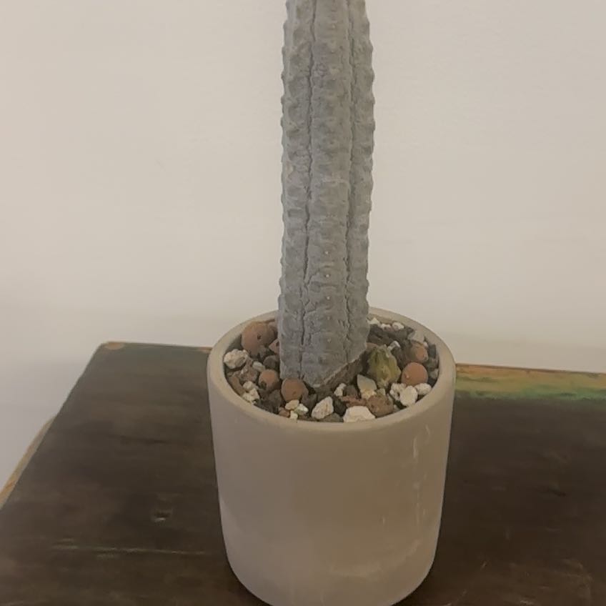 Photo of the plant species Balfour Fil Euphorbia by @Berto57 named Bigleef Smalls on Greg, the plant care app