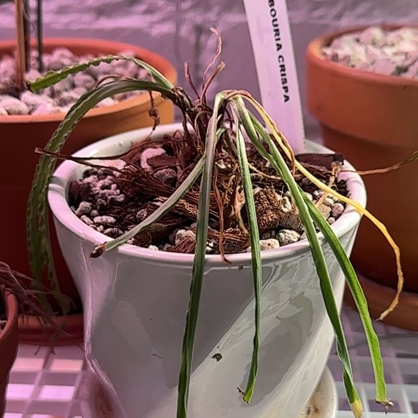 Photo of the plant species Ledebouria by @Berto57 named Coco on Greg, the plant care app