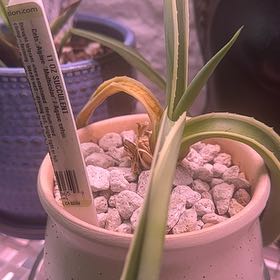 Photo of the plant species Variegated Agave celsii by @Berto57 named Apollo on Greg, the plant care app