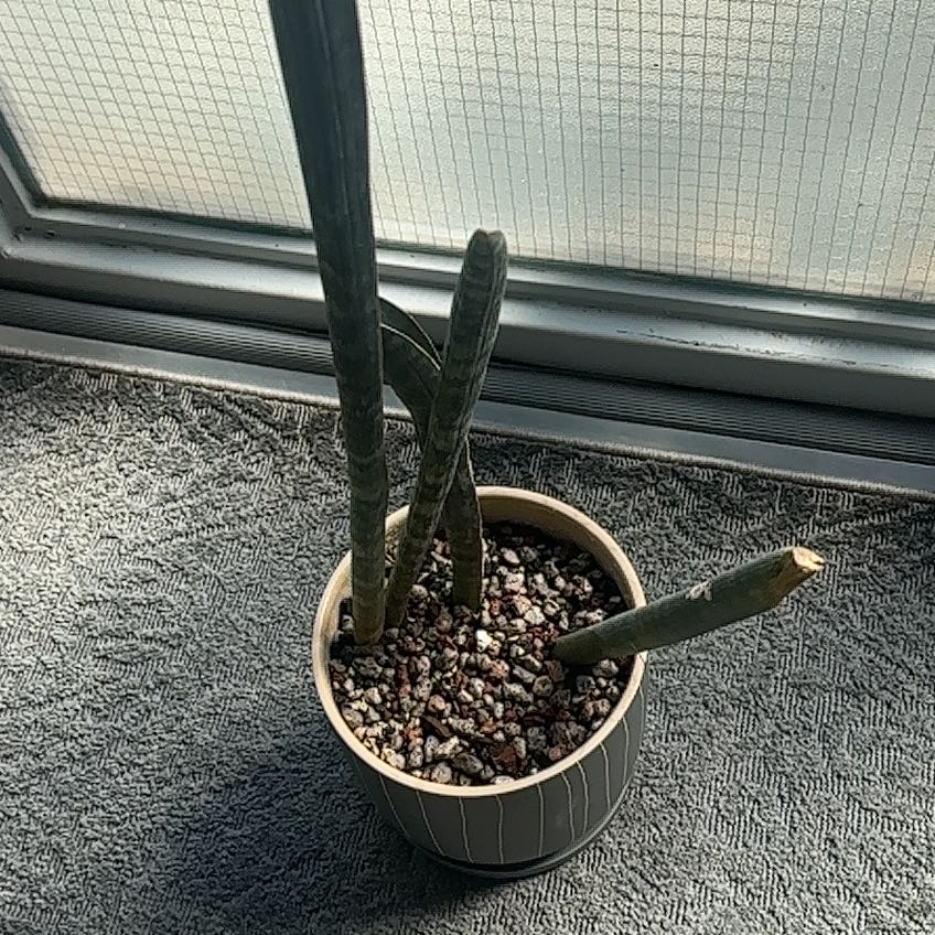 Photo of the plant species Baseball Bat by @Berto57 named Rosa on Greg, the plant care app