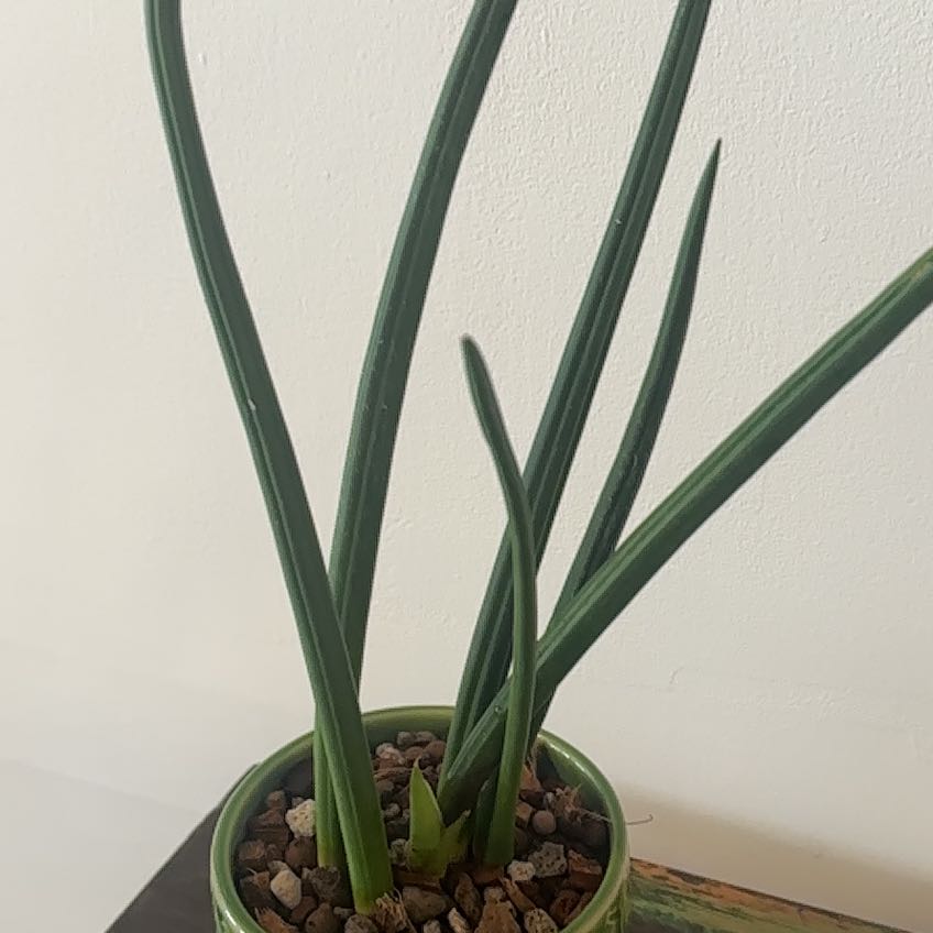 Photo of the plant species Canaliculate Snake Plant by @Berto57 named Captain Plant-it on Greg, the plant care app