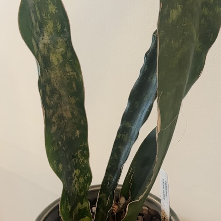 Plant care for Mikado on Greg, the plant care app