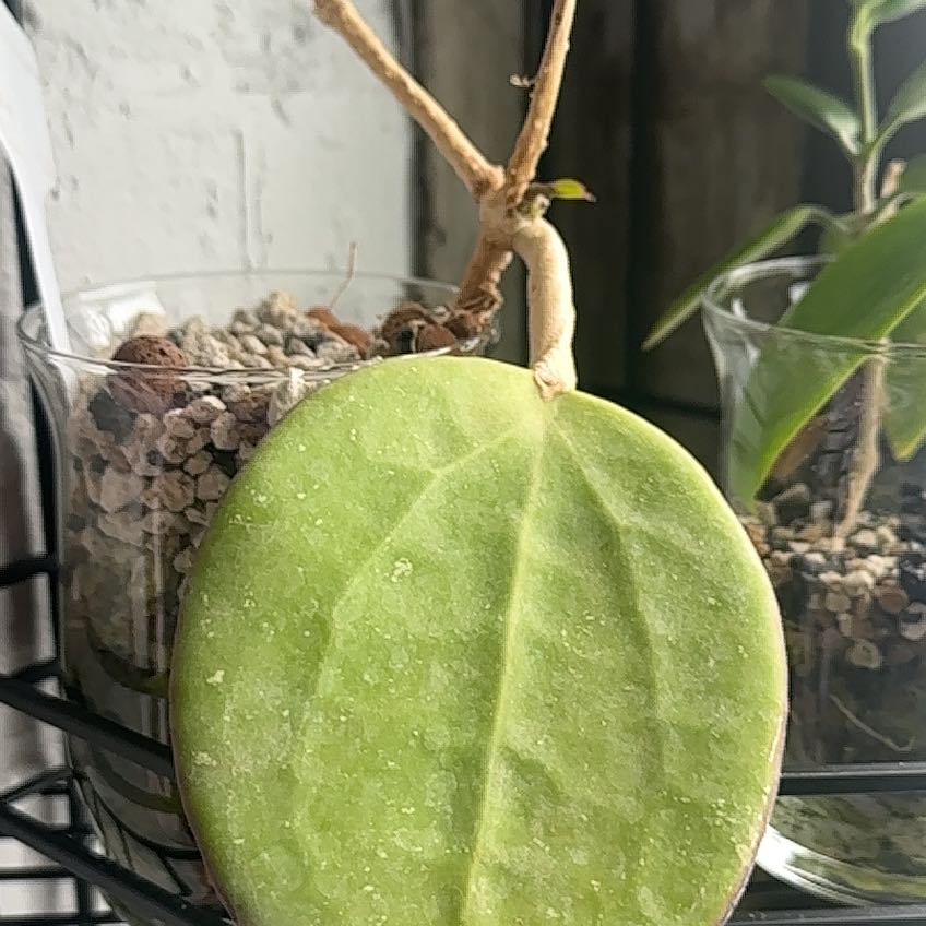 Photo of the plant species Dinner-plate Hoya by @Berto57 named Leonardo on Greg, the plant care app