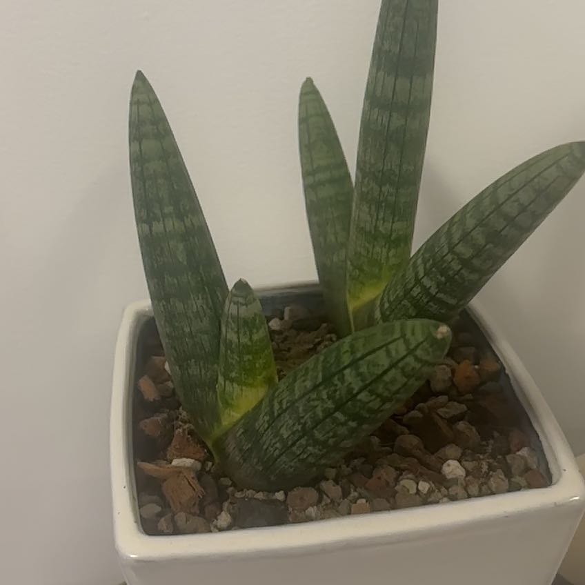 Photo of the plant species Sansevieria cylindrica 'Mohawk' by @Berto57 named Obake on Greg, the plant care app