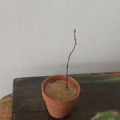 Petopentia Natalensis plant