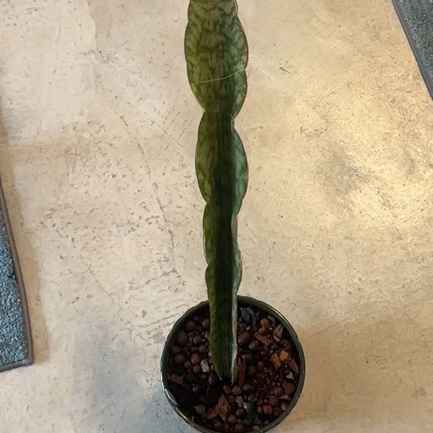 Photo of the plant species Star Sansevieria by @Berto57 named Lebron Bithalae on Greg, the plant care app