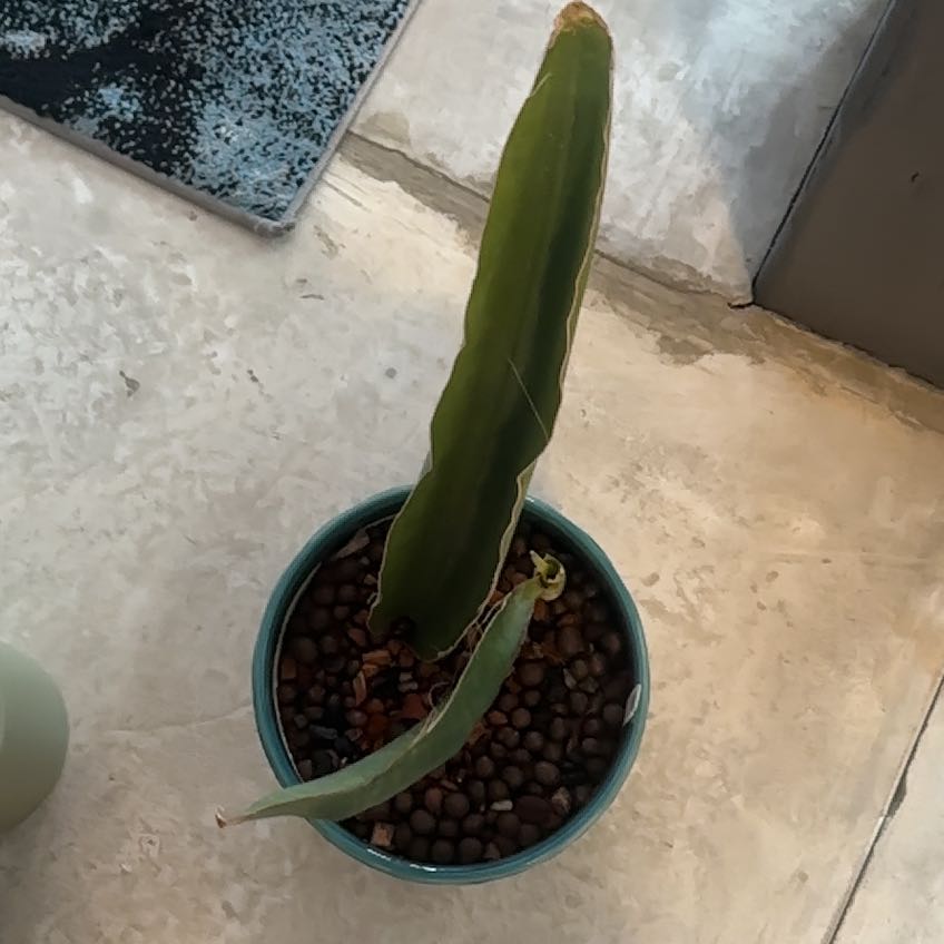 Photo of the plant species Star Sansevieria by @Berto57 named Luna Bithala 1000 on Greg, the plant care app