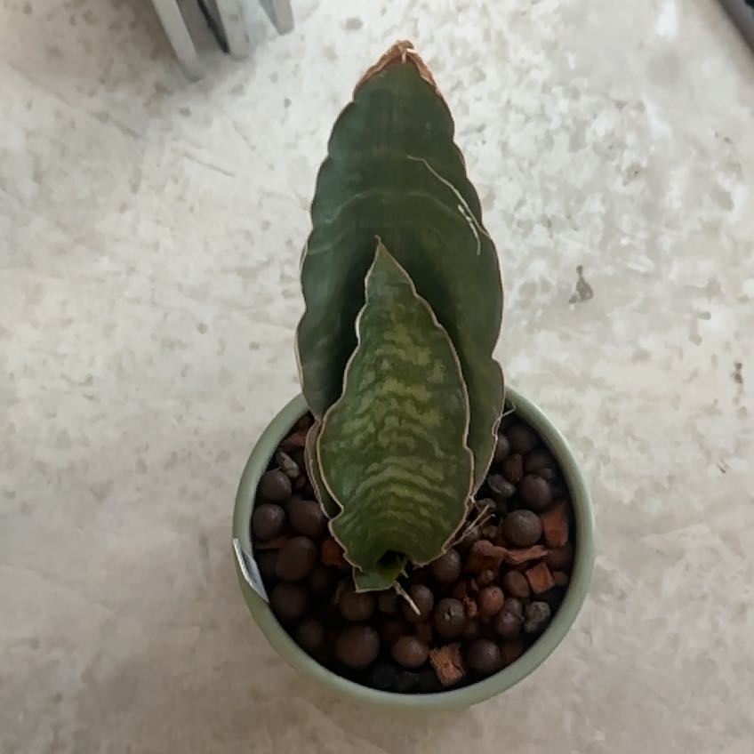 Photo of the plant species Star Sansevieria by @Berto57 named Emerson Bhitala 1020 on Greg, the plant care app