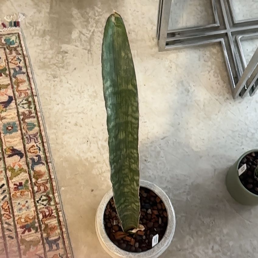 Photo of the plant species Star Sansevieria by @Berto57 named Elle Humiflora Hawaiian Star on Greg, the plant care app