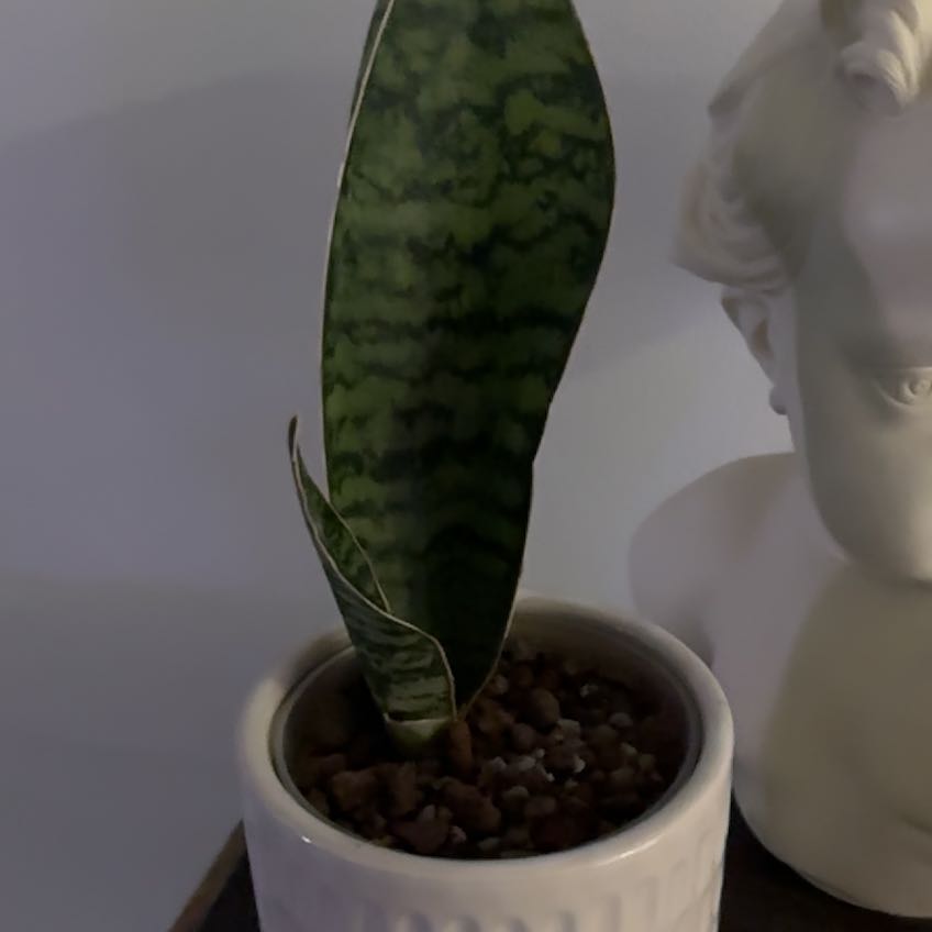 Photo of the plant species Sansevieria aubrytiana by @Berto57 named Sonora on Greg, the plant care app