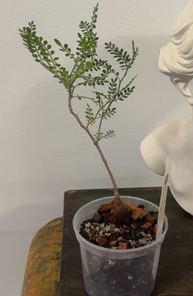 Photo of the plant species Pachypus by @Berto57 named Gregarious on Greg, the plant care app