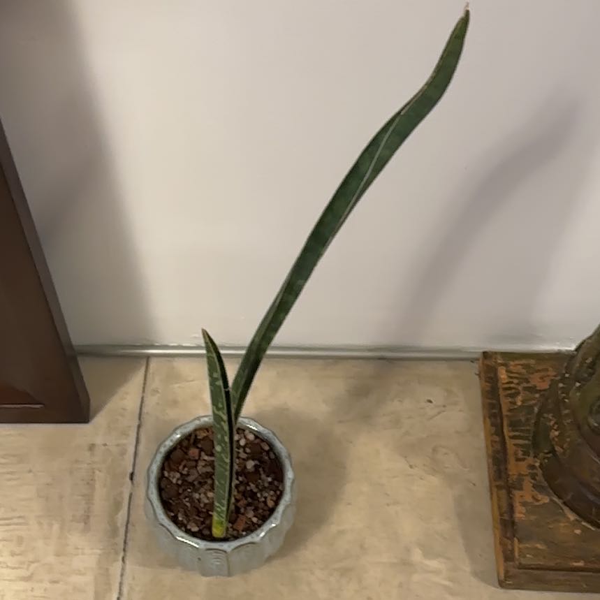 Photo of the plant species Baseball Bat by @Berto57 named Zion cv Leopard Bat on Greg, the plant care app