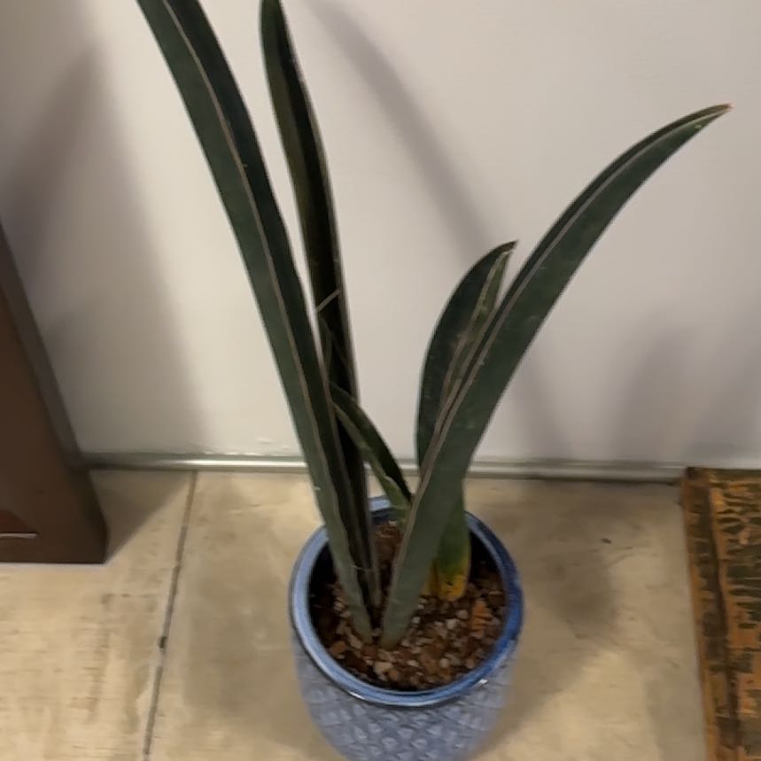 Photo of the plant species Baseball Bat by @Berto57 named Richards 995 on Greg, the plant care app